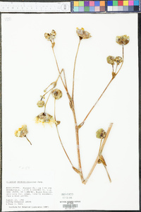 Silphium terebinthinaceum image