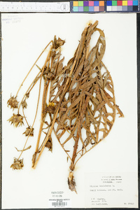 Silphium laciniatum image