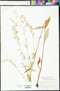 Solidago arguta subsp. caroliniana image