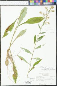 Solidago arguta subsp. caroliniana image