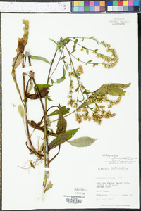 Solidago arguta subsp. caroliniana image