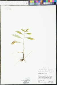 Solidago erecta image