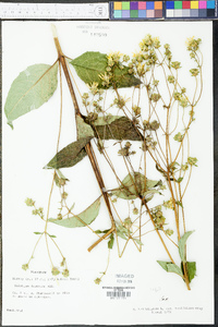 Silphium asteriscus var. latifolium image