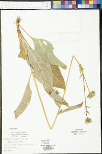 Silphium gracile image