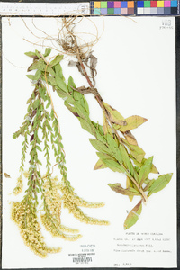 Solidago fistulosa image