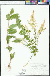 Solidago rugosa var. celtidifolia image