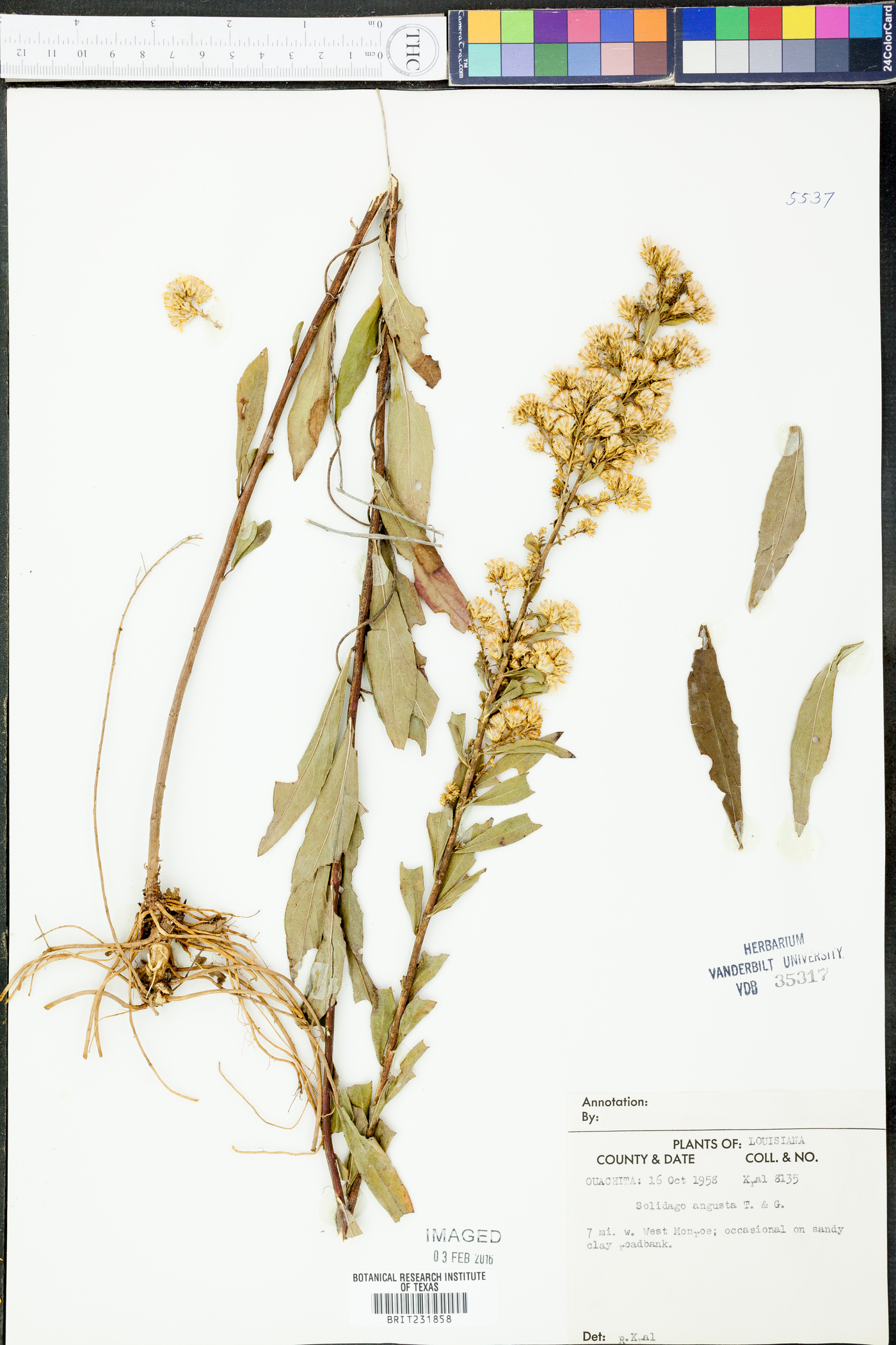 Solidago angusta image