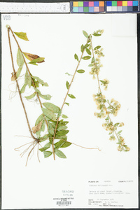 Solidago petiolaris image