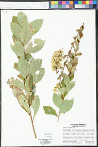 Solidago petiolaris image