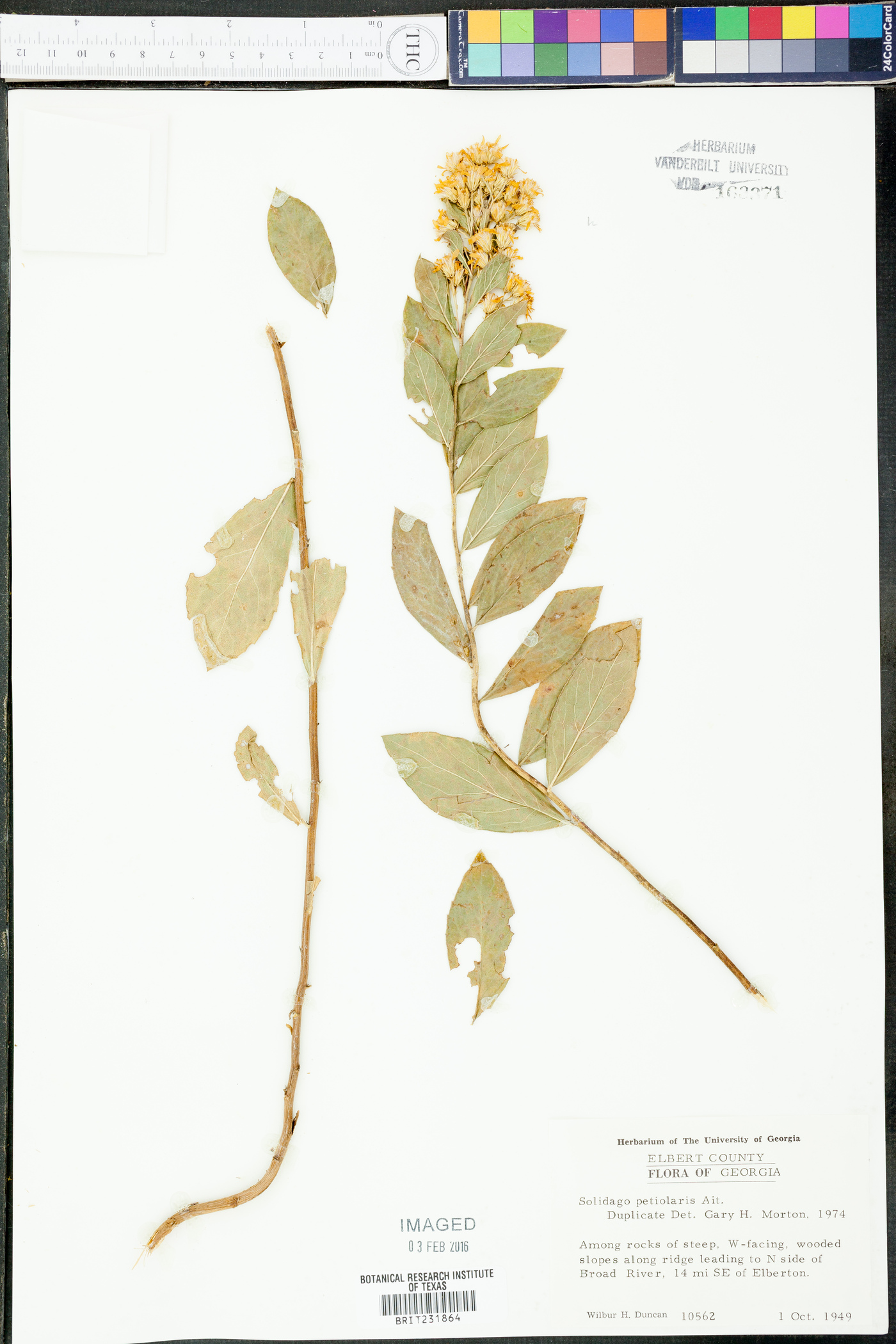 Solidago petiolaris image