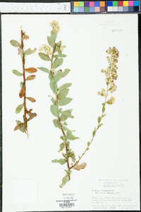 Solidago petiolaris image