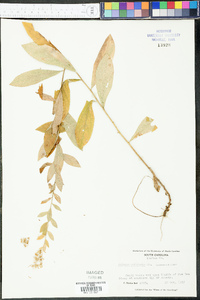 Solidago petiolaris image