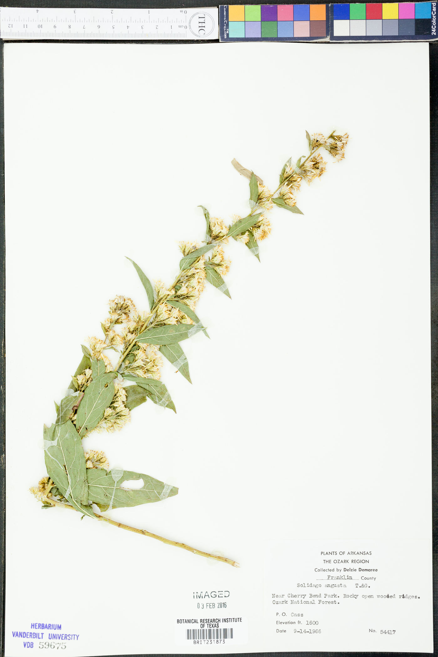 Solidago angusta image