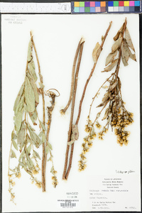 Solidago petiolaris image