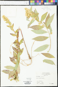 Solidago petiolaris image