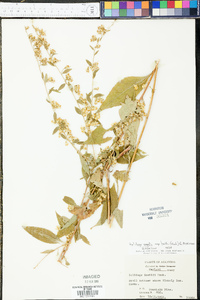 Solidago arguta subsp. boottii image