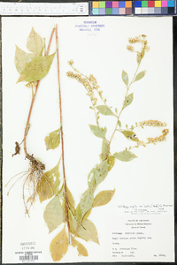 Solidago arguta subsp. boottii image