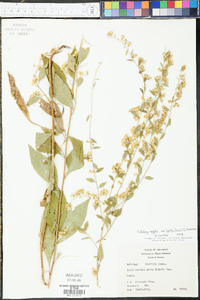 Solidago arguta subsp. boottii image