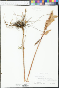 Solidago fistulosa image