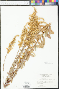 Solidago fistulosa image