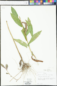 Solidago fistulosa image