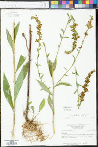 Solidago patula image