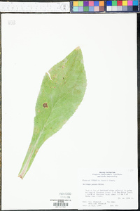 Solidago patula image