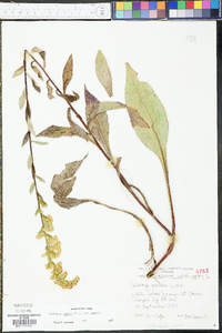 Solidago patula image