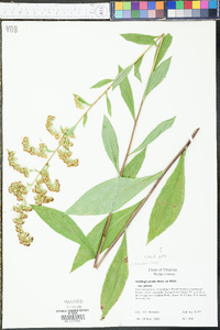 Solidago patula image