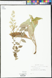 Solidago hispida image