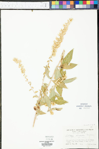 Solidago hispida image