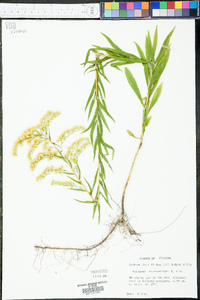 Solidago leavenworthii image