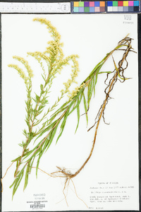 Solidago leavenworthii image