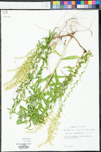 Solidago leavenworthii image