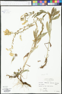 Solidago nemoralis subsp. haleana image