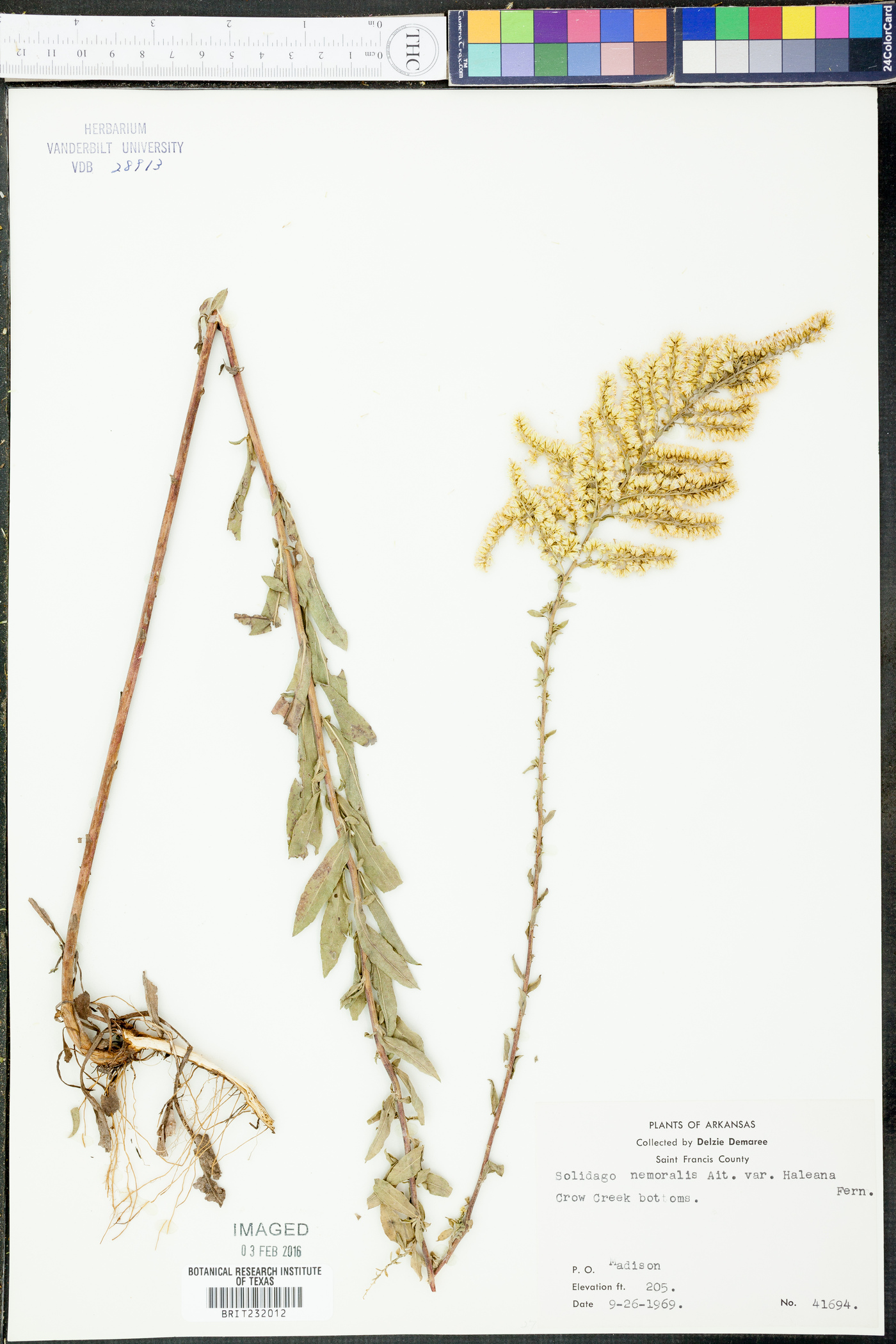 Solidago nemoralis subsp. haleana image