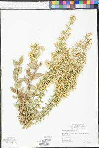 Solidago hispida image