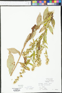 Solidago hispida image