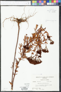 Hypericum cistifolium image