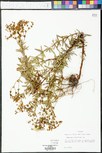 Hypericum cistifolium image