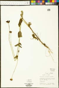 Coreopsis intermedia image