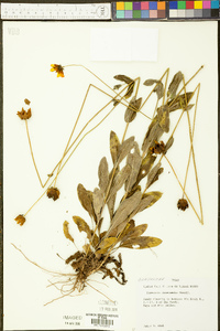 Coreopsis intermedia image