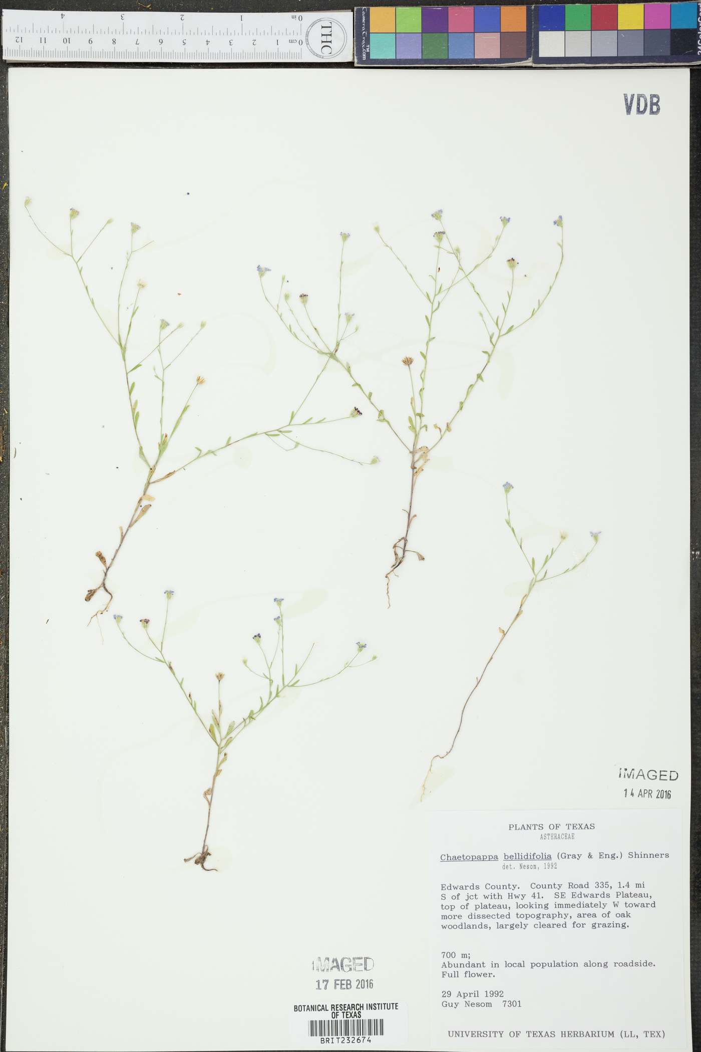 Chaetopappa bellidifolia image