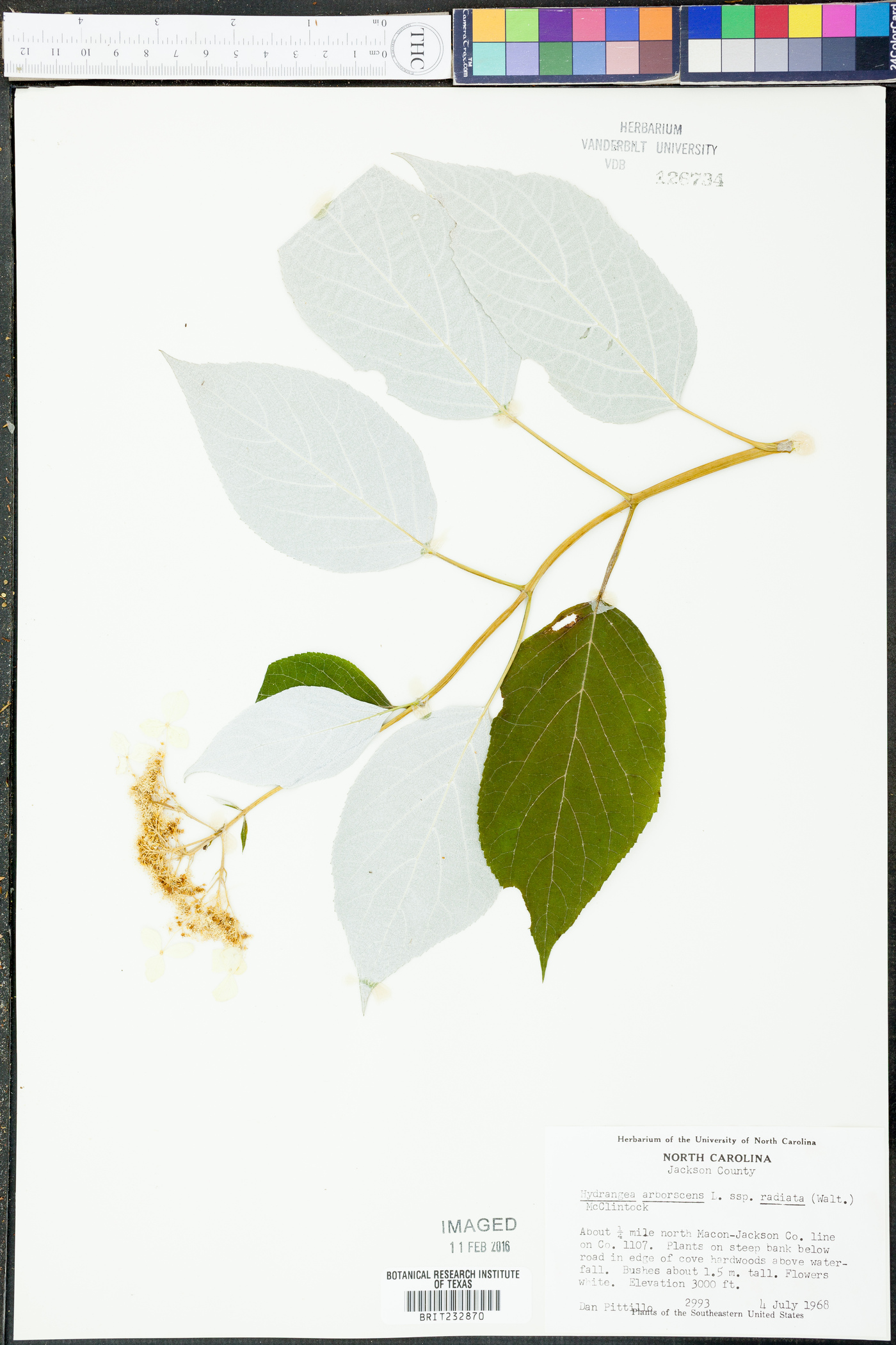 Hydrangea arborescens subsp. radiata image