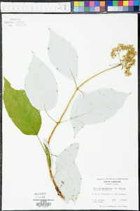 Hydrangea arborescens subsp. radiata image