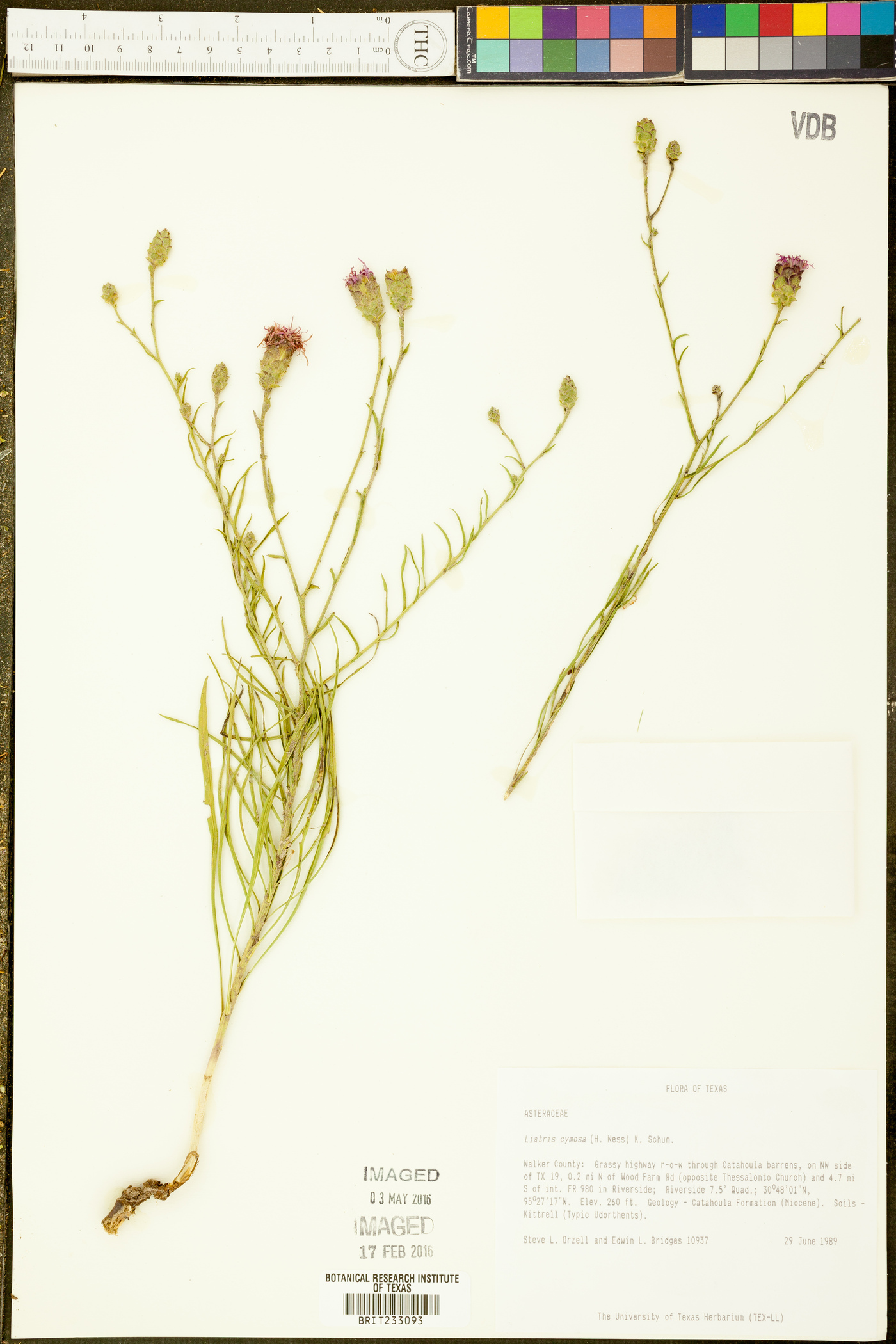 Liatris cymosa image