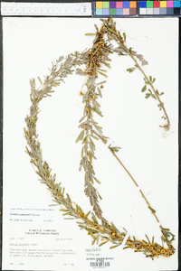 Cuscuta campestris image