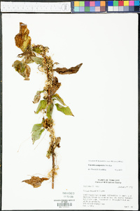Cuscuta campestris image