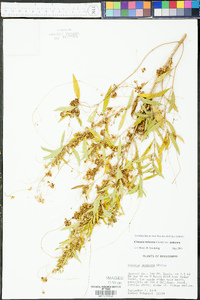 Cuscuta indecora var. indecora image