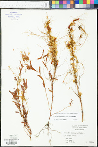 Cuscuta indecora image